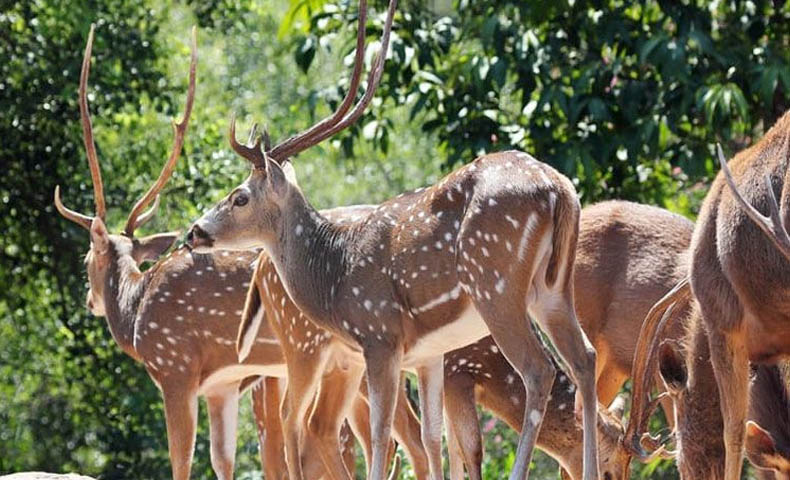 Wildlife In Himachal Pradesh