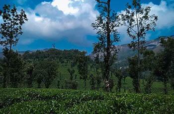 Kerala Summer Tour Packages